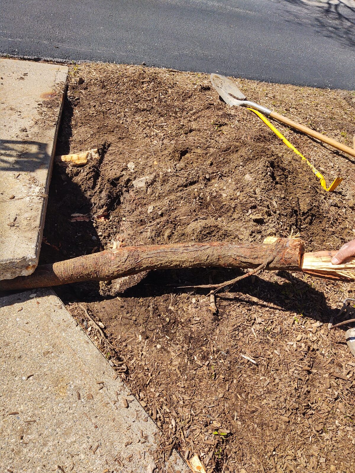 Concrete walkway tree root repair by Concrete Solutions Massachusetts